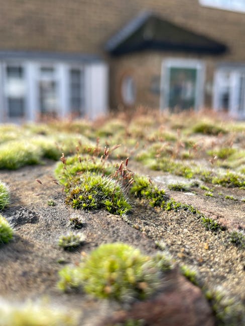 Close-up view of a weathered, flat rooftop surface covered with patches of green moss and small, delicate plants growing in between the cracks and areas of rough, textured material. The moss varies in shades of bright to dark green, with some areas appearing slightly yellowish, and has a soft, velvety appearance. Tiny red-tipped sporophytes extend upward from some of the moss clusters. In the background, a residential house with a brown tiled roof, white-framed windows, and a brick wall is visible, though out of focus, indicating the rooftop's proximity to a suburban home environment. The lighting is natural, highlighting the contrasting textures of the moss and the underlying surface, which looks weathered with subtle cracks and weather marks. This scene suggests an outdoor setting that could be part of a private garden or roof space, potentially linked to maintenance or cleaning in the context of rubbish and debris removal services, reflecting the importance of roof upkeep among other exterior waste management tasks offered by Waste Disposal Hounslow.